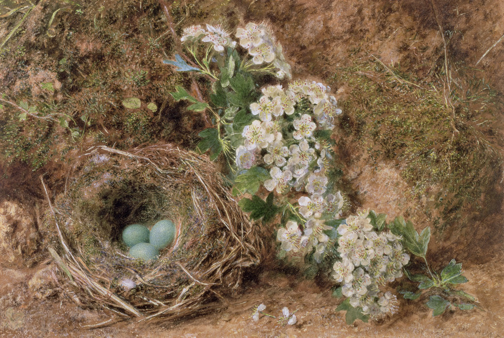 Detail of May Blossom and a Hedge Sparrow's Nest, 1845 by William Henry Hunt