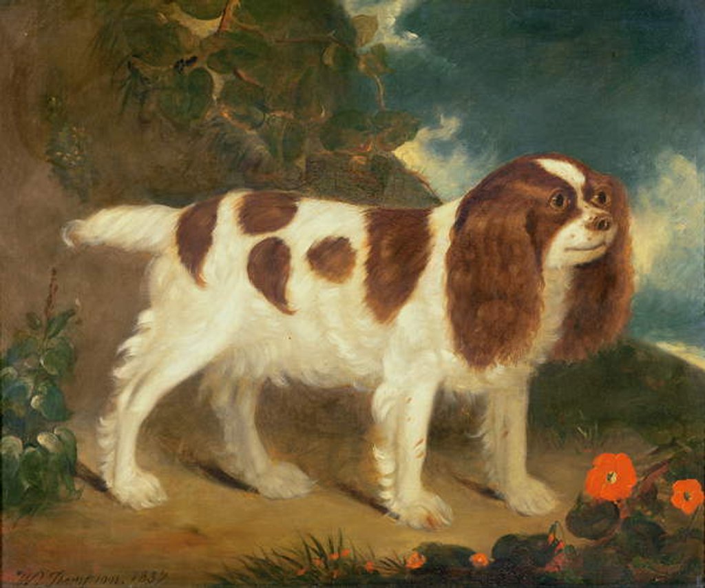 Detail of King Charles Spaniel by William Thompson
