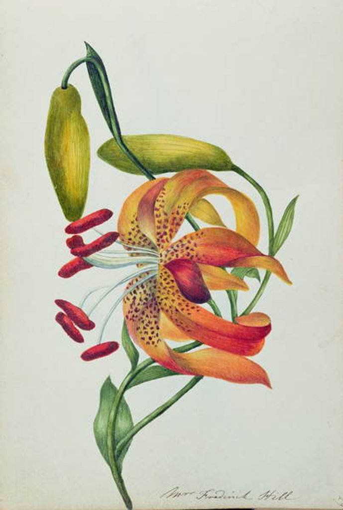 Detail of Tiger Lily by Mrs Frederick Hill