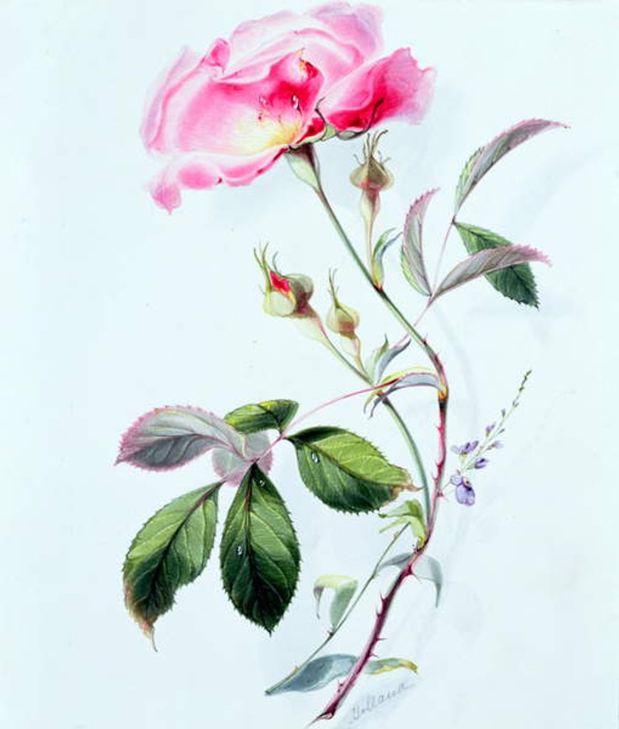 Detail of A Rose by James Holland