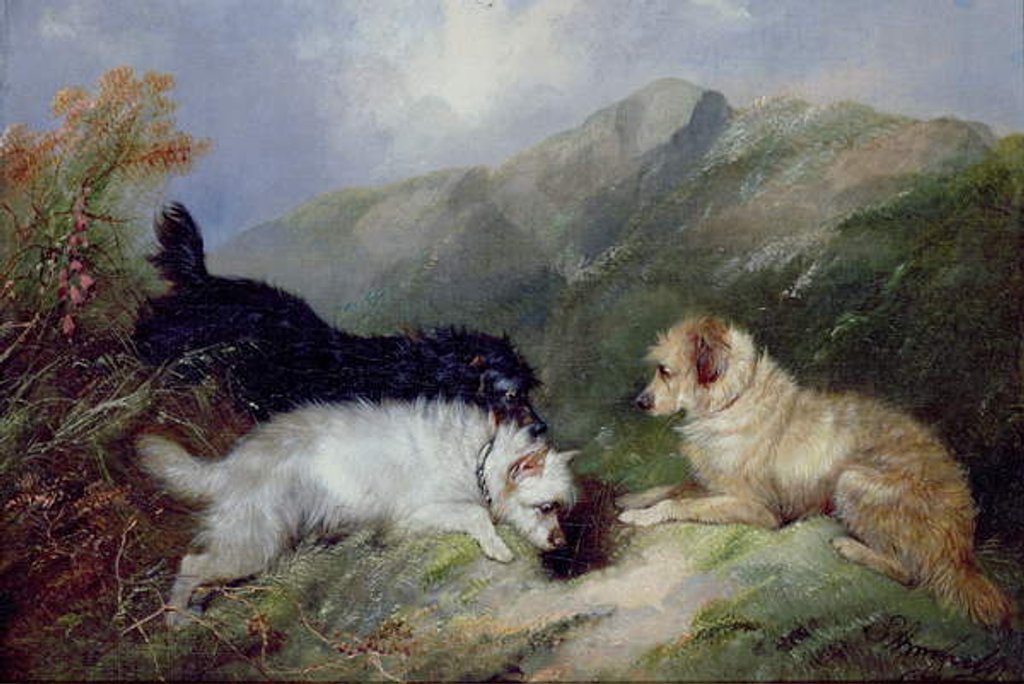 Detail of Terriers Rabbiting by George Armfield