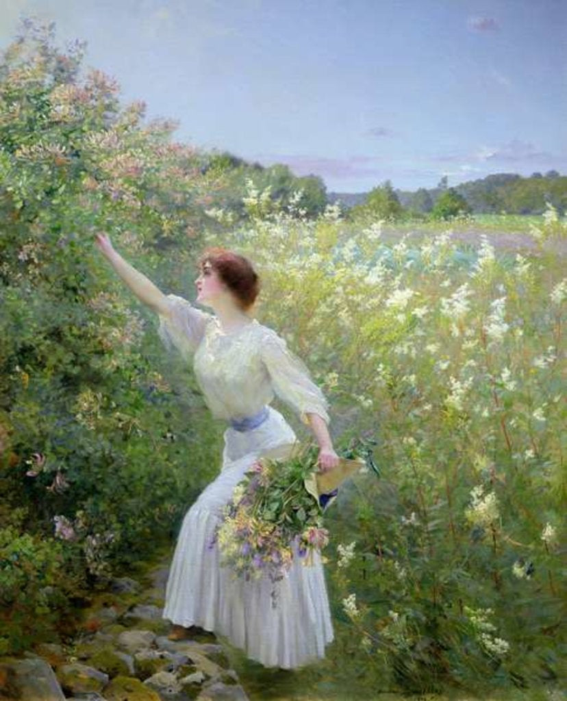 Detail of Wild Honeysuckle by Pierre Andre Brouillet