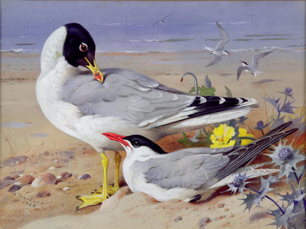 Detail of Black headed gulls, by Archibald Thorburn