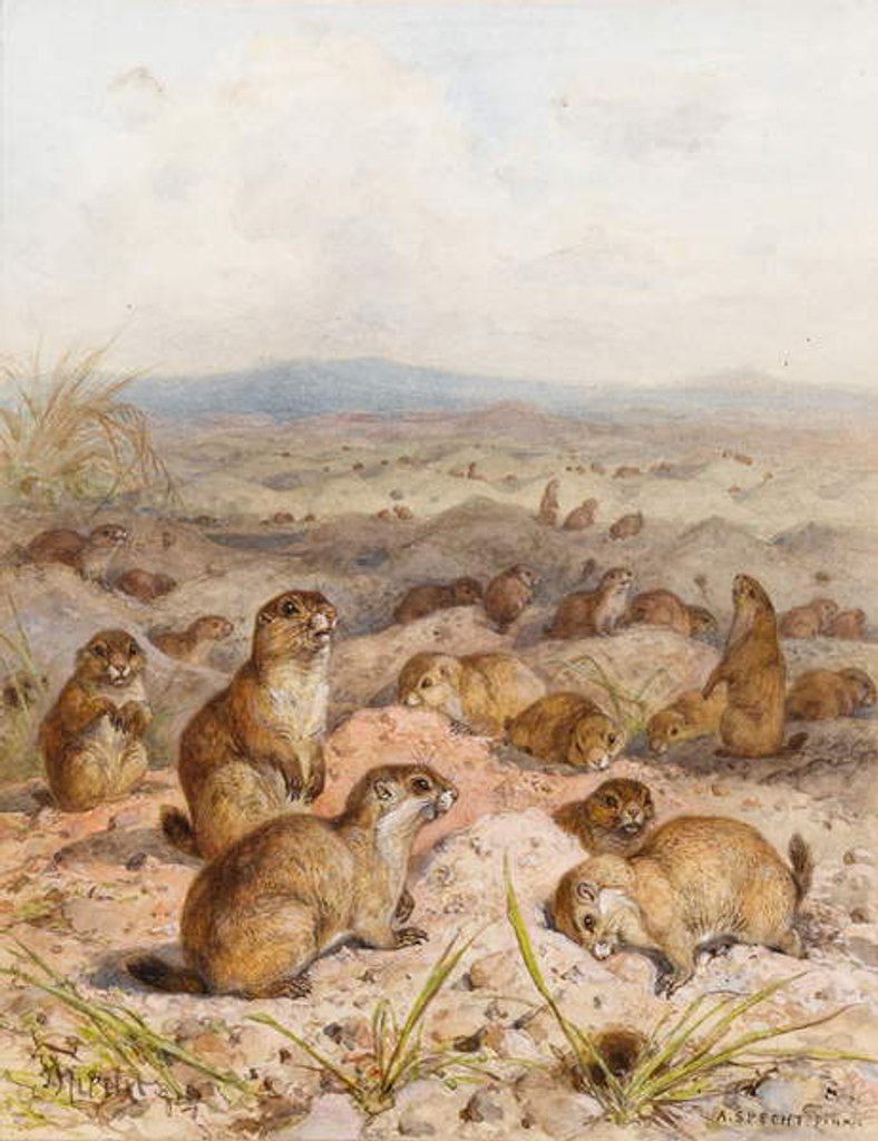 Detail of Marmots at their Burrows by August Specht