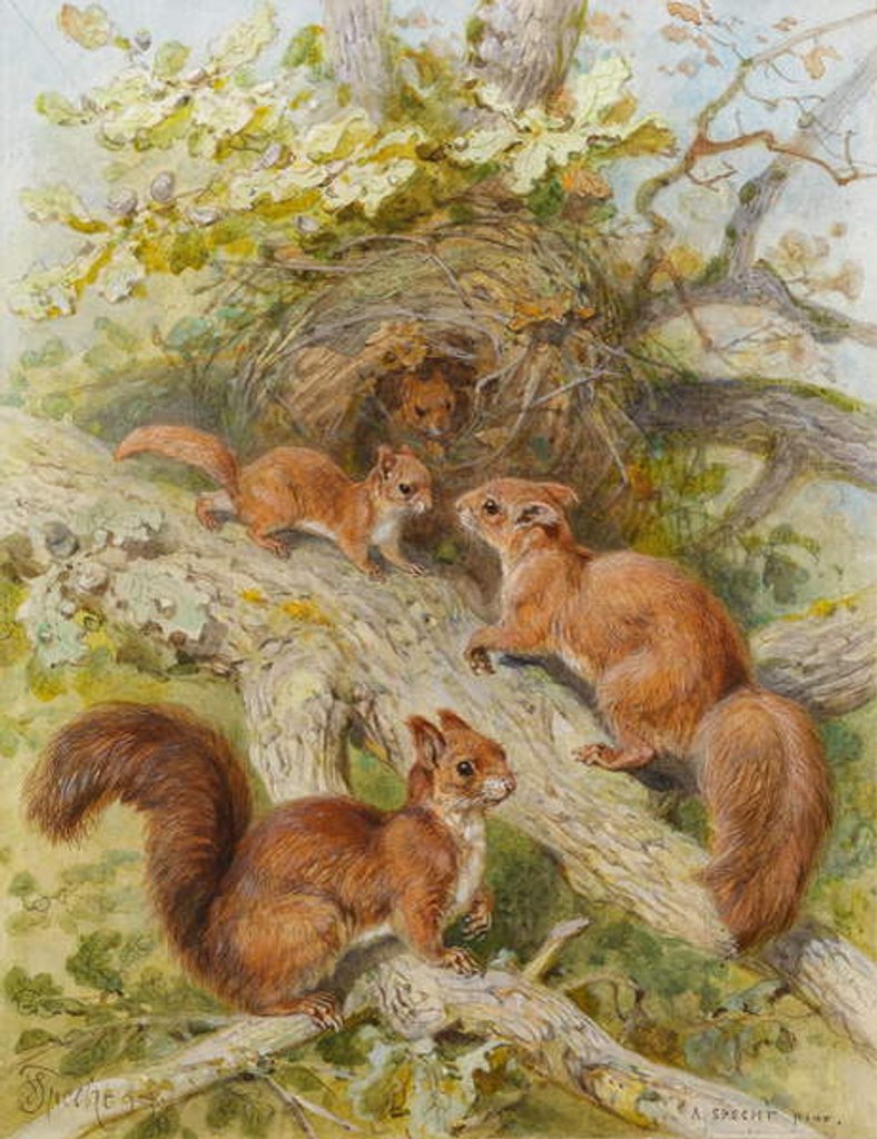 Detail of Red Squirrels by August Specht