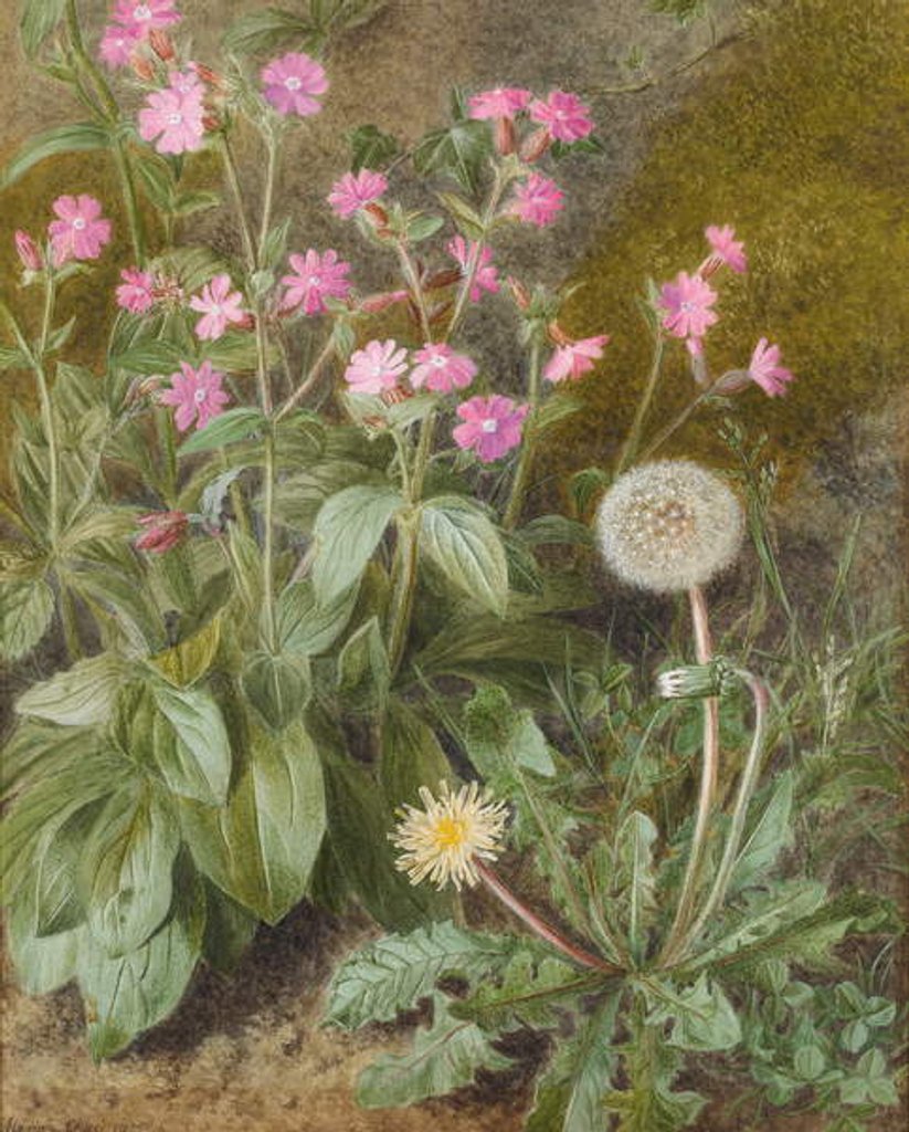 Detail of Rose Campions and Dandelion, 1875 by Marion Chase