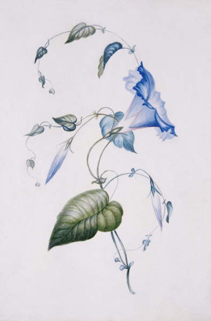 Detail of Blue convolvulus, 1832 by Charlotte Bronte