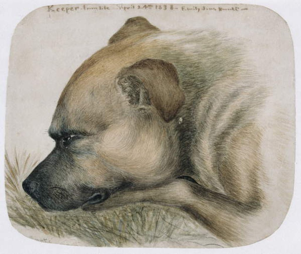 Detail of Keeper - from life, 1838 by Emily Bronte