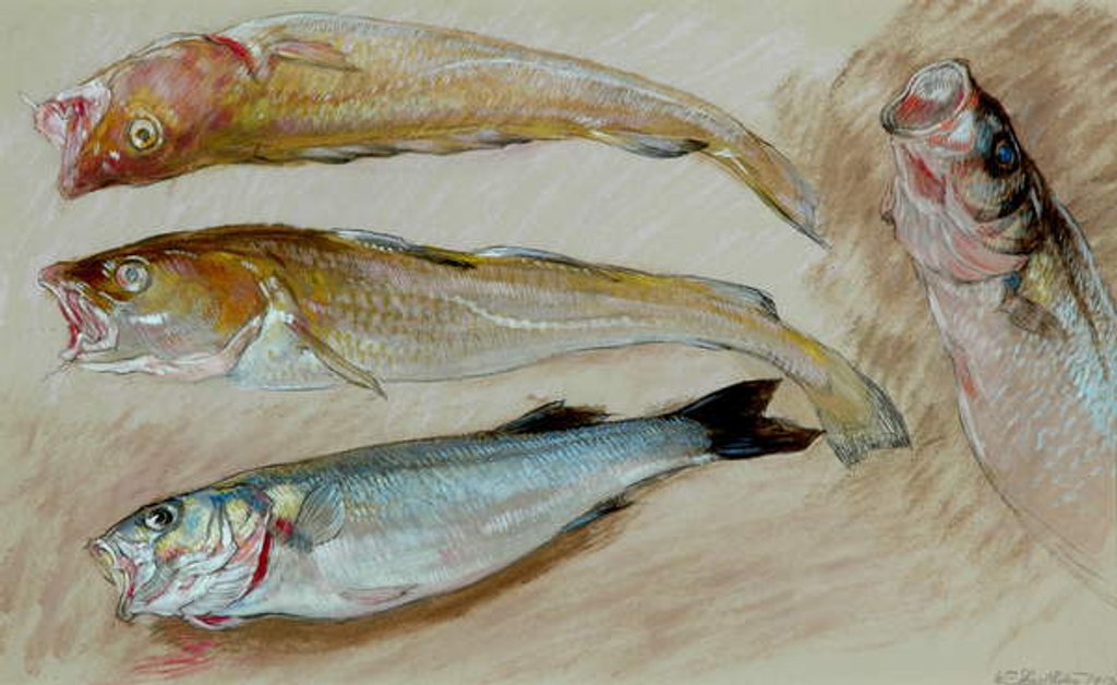 Detail of Study of Four Fishes for 'The Mackerel Nets', 1912 by William Shackleton