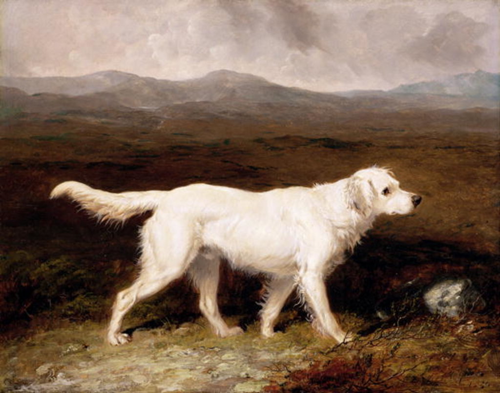 Detail of Charles Brett's White English Setter 'Sam' in a Moorland Landscape, 1836 by Abraham Cooper