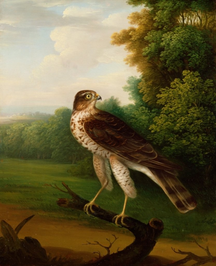 Detail of A Young Female Hawk, one year old by Robert Wilkinson Padley