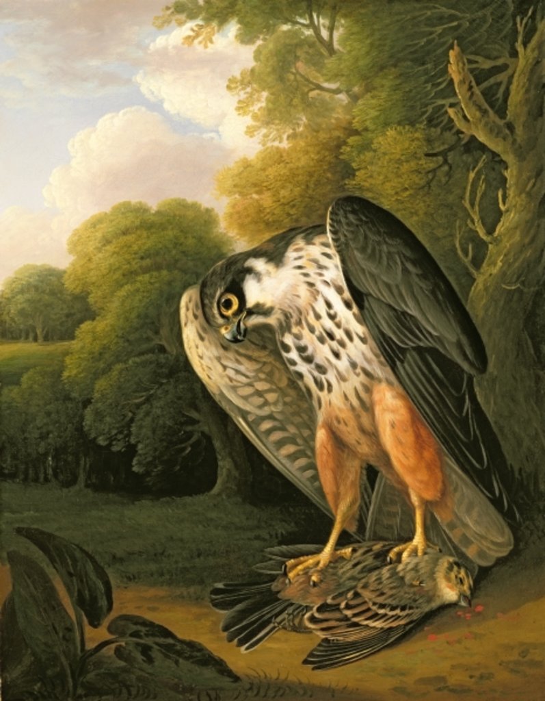 Detail of A Hobby Hawk and Prey shot at Buxton, 1812 by Robert Wilkinson Padley