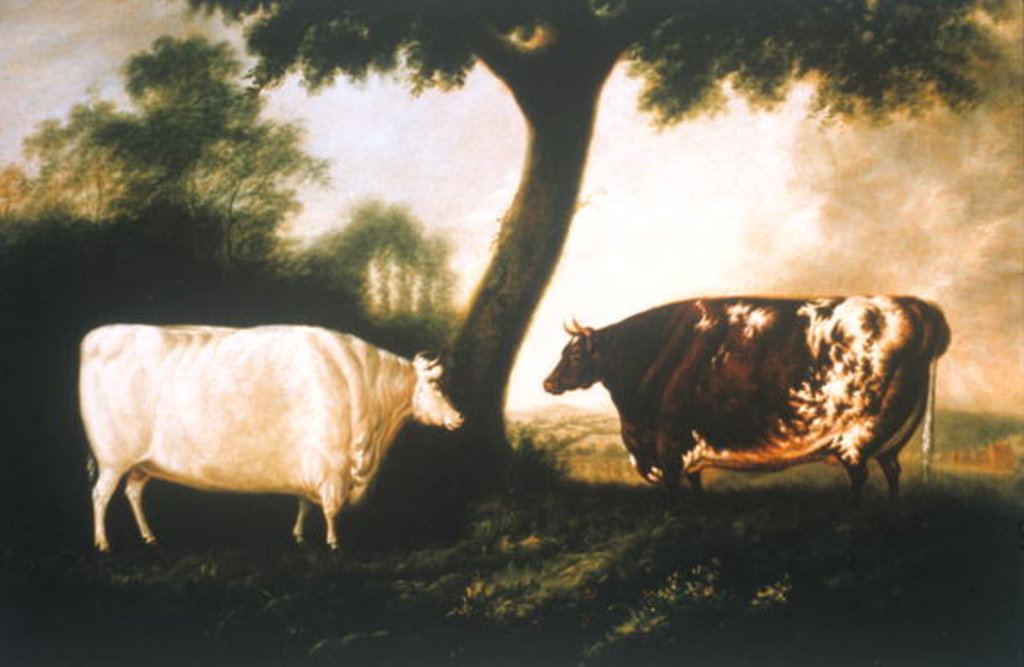 Detail of Two Shorthorn Cattle, 1806 by Thomas Harrington Wilson