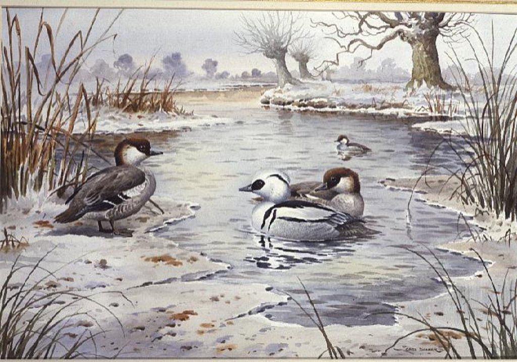 Detail of Smew by Carl Donner