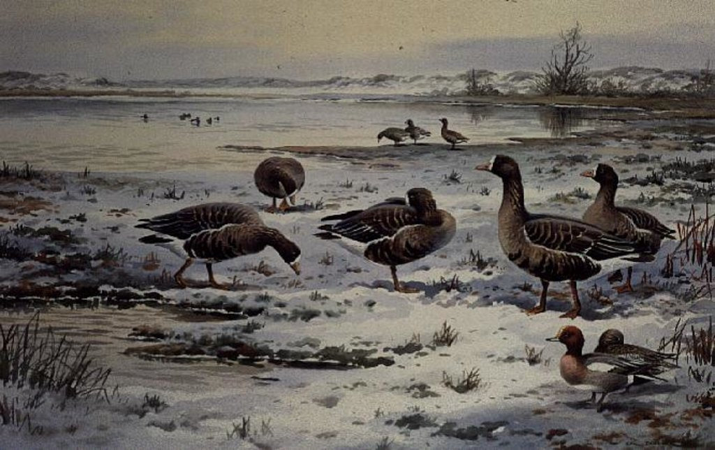 Detail of White Fronted Geese by Carl Donner