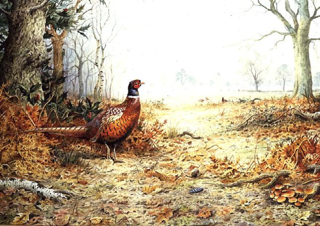 Detail of Cock Pheasant by Carl Donner