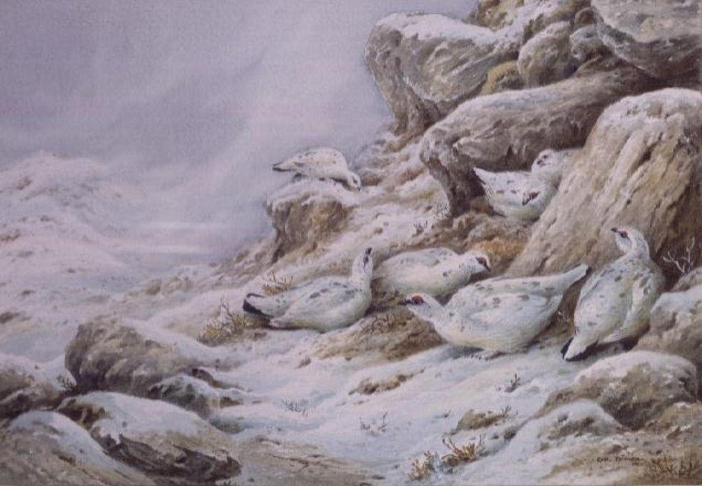 Detail of Ptarmigan in snow covered landscape by Carl Donner