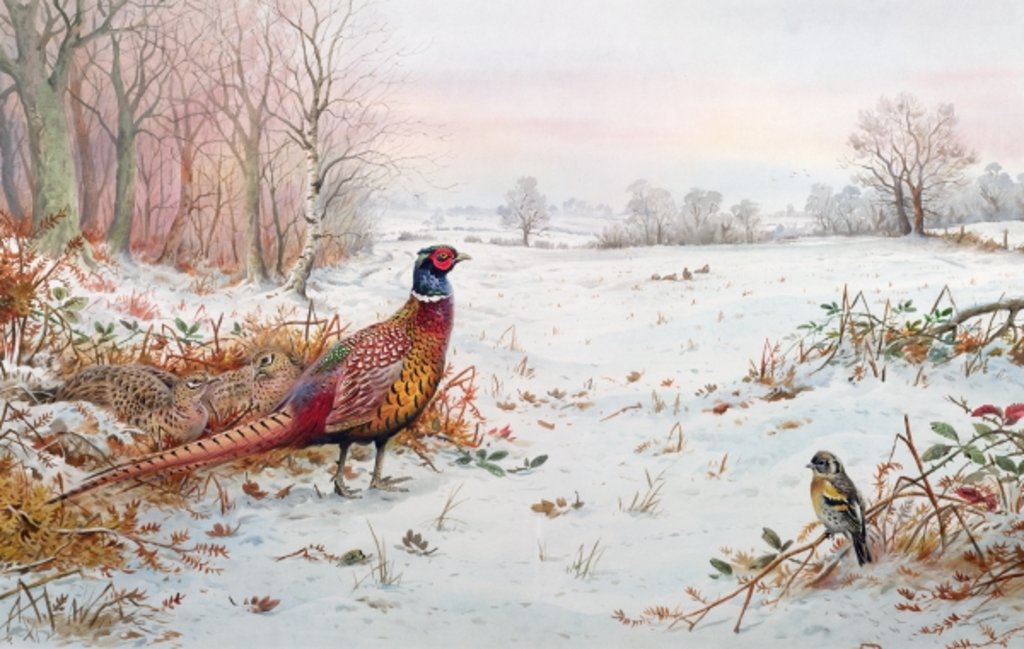 Detail of Pheasant and bramblefinch in the snow by Carl Donner
