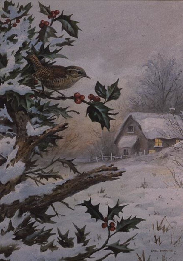 Detail of Wren in Hollybush by a cottage by Carl Donner