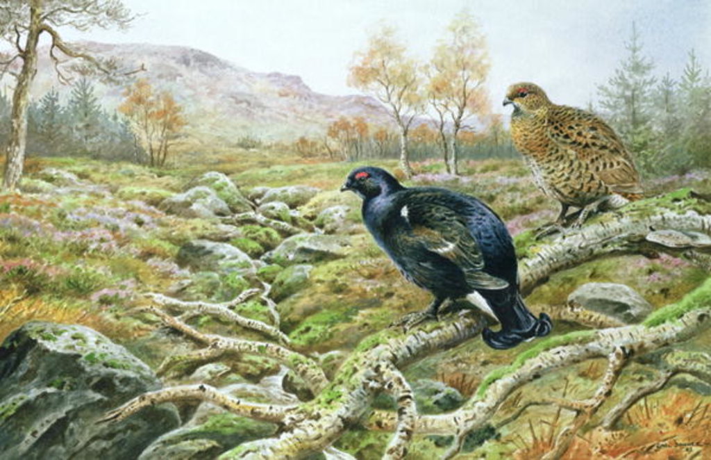 Detail of Black Grouse on a Moor by Carl Donner
