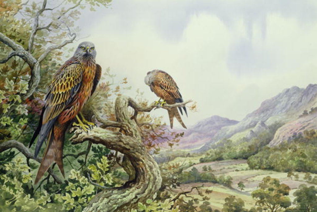 Detail of Pair of Red Kites in an Oak Tree by Carl Donner