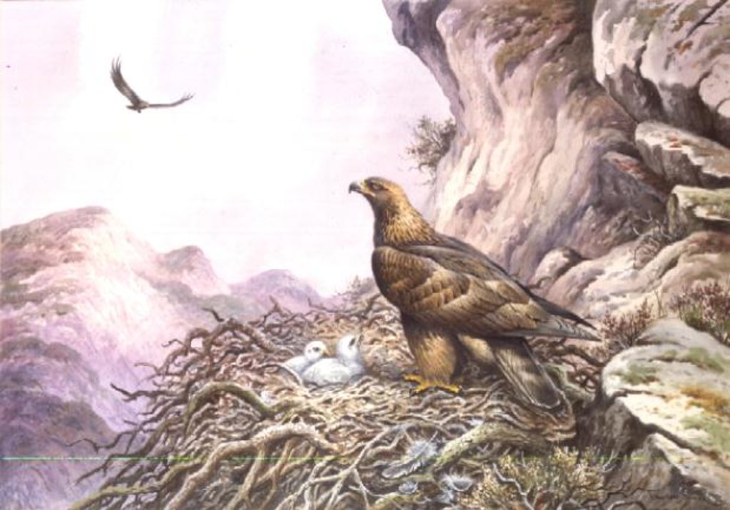 Detail of Golden Eagles at their Eyrie by Carl Donner