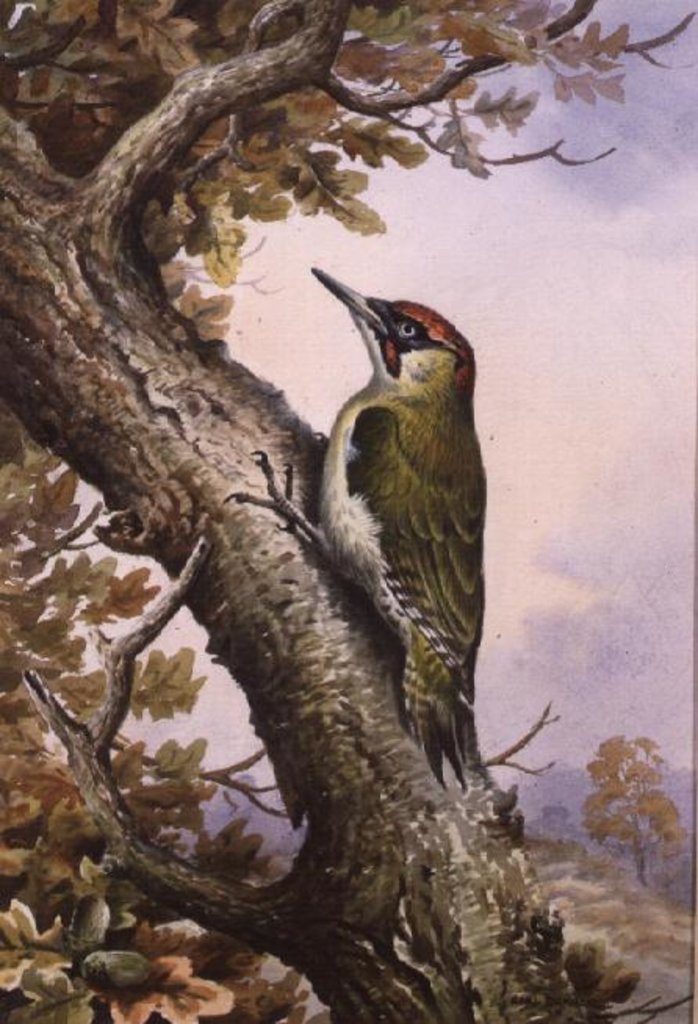 Detail of Green Woodpecker by Carl Donner