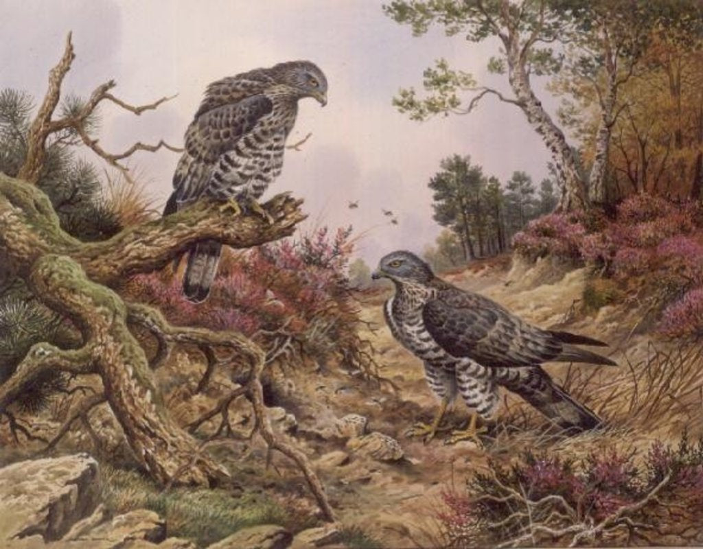 Detail of Honey Buzzards by Carl Donner