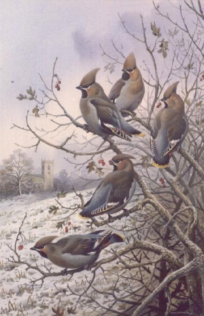 Detail of Waxwings by Carl Donner