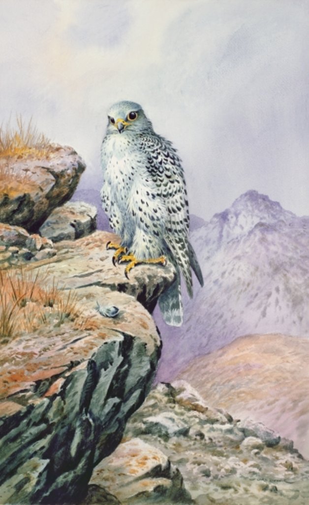 Detail of Gyrfalcon by Carl Donner