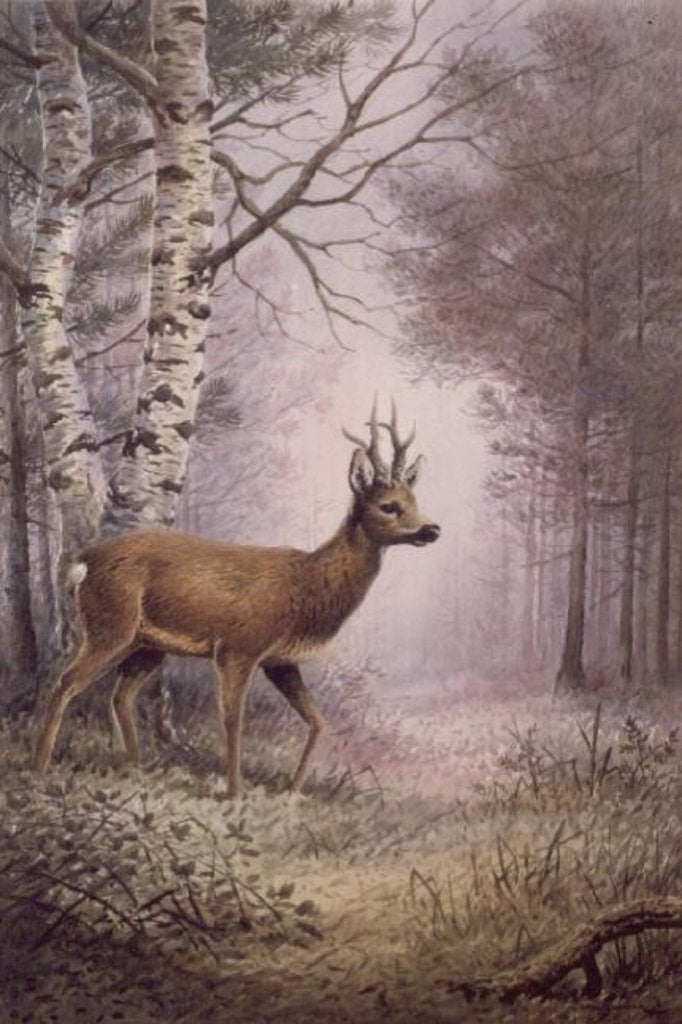 Detail of Roe-Deer by Carl Donner