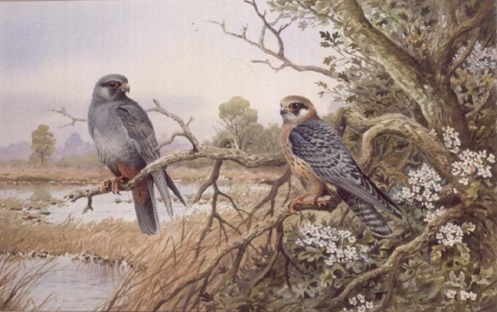 Detail of Red-footed Falcons by Carl Donner