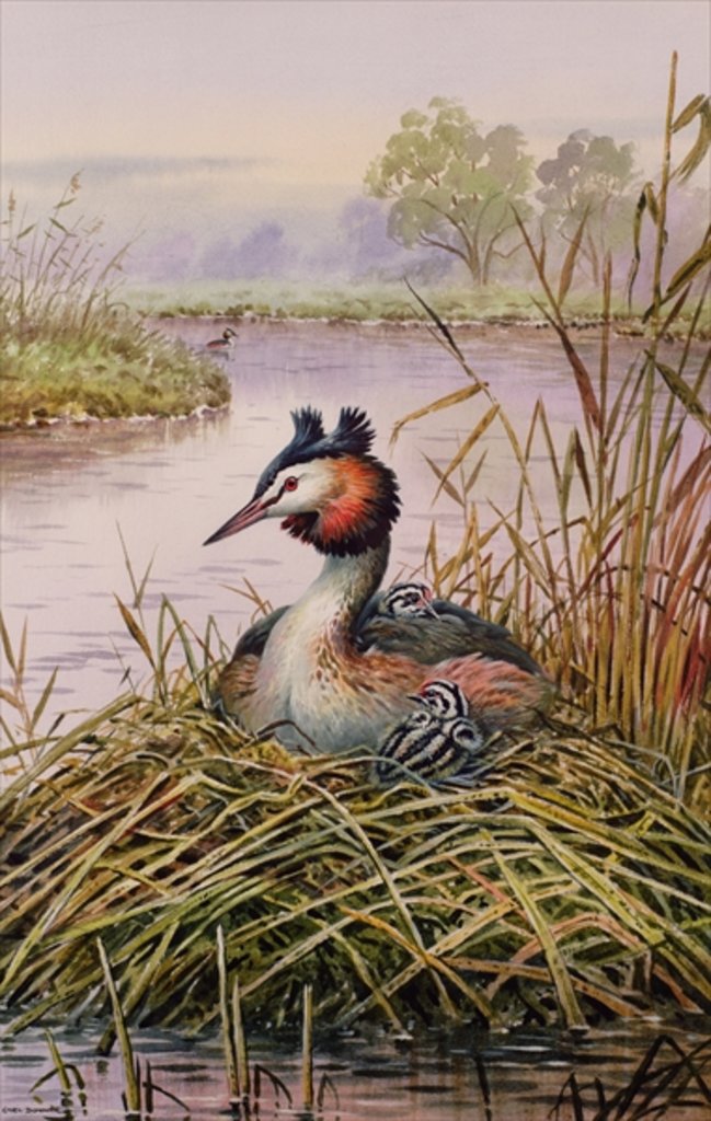 Detail of Great-Crested Grebes by Carl Donner
