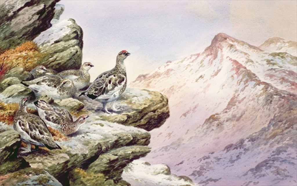 Detail of Ptarmigan on the High Tops by Carl Donner