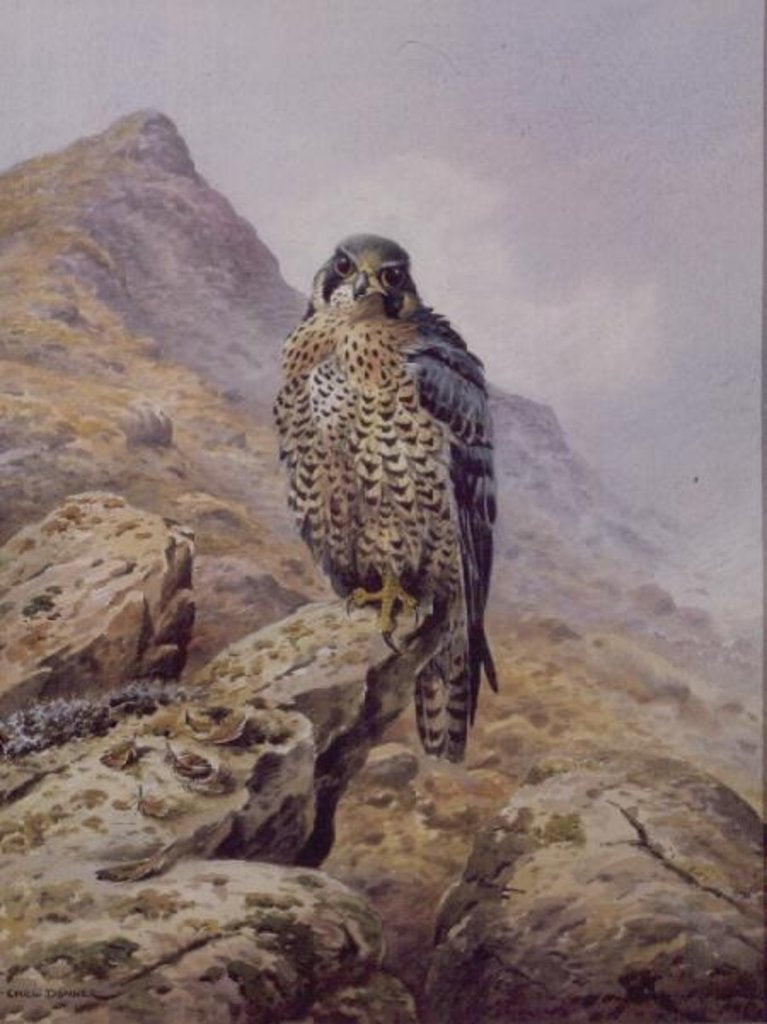 Detail of Peregrine Falcon by Carl Donner