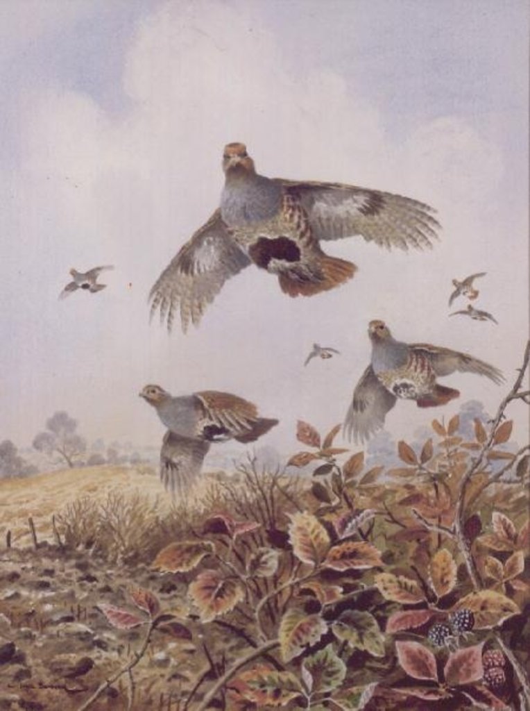 Detail of Flushed Partridges by Carl Donner