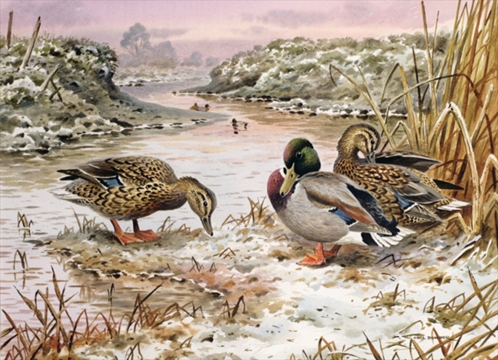 Detail of Mallards in a Quiet Corner by Carl Donner