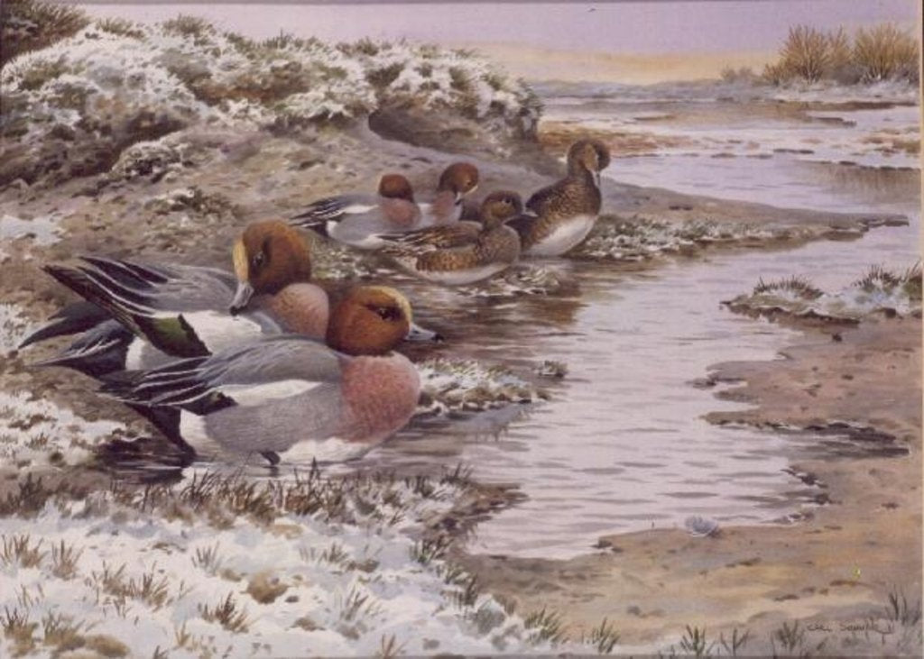 Detail of Daybreak on the Washes - Wigeon by Carl Donner
