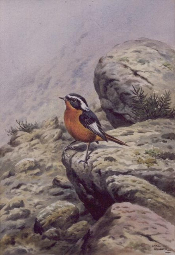 Detail of Moussier's Redstart by Carl Donner