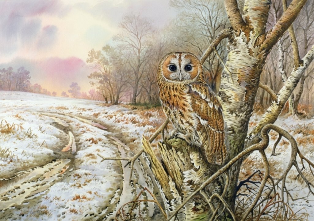 Detail of Tawny Owl by Carl Donner