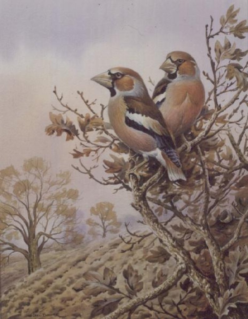Detail of Pair of Chaffinches by Carl Donner