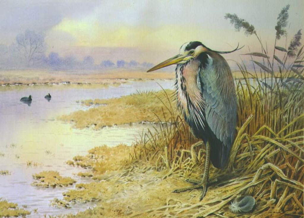 Detail of Grey Heron by Carl Donner