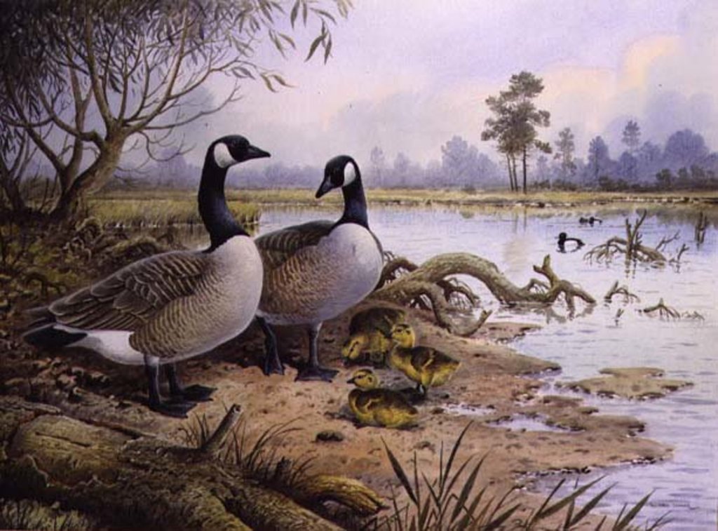 Detail of Geese: Canada by Carl Donner