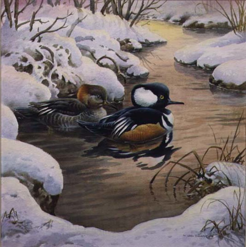 Detail of Hooded Mergansers on a Pool by Carl Donner