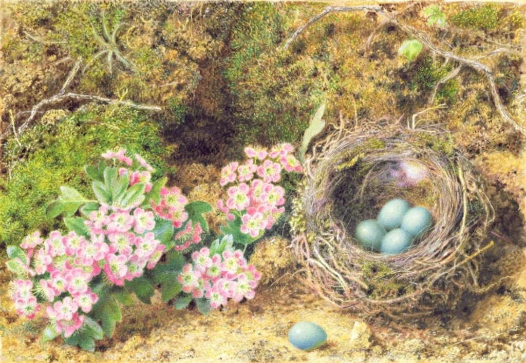 Detail of Bird's nest and blossom by John Sherrin