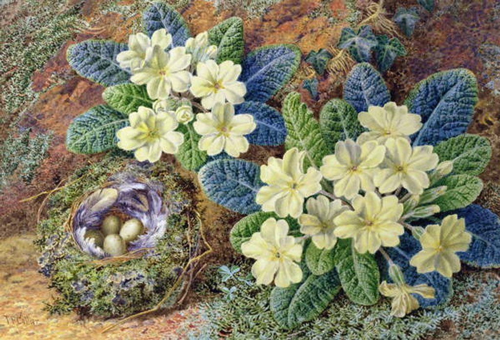 Detail of Primroses and a bird's nest by Thomas Frederick Collier