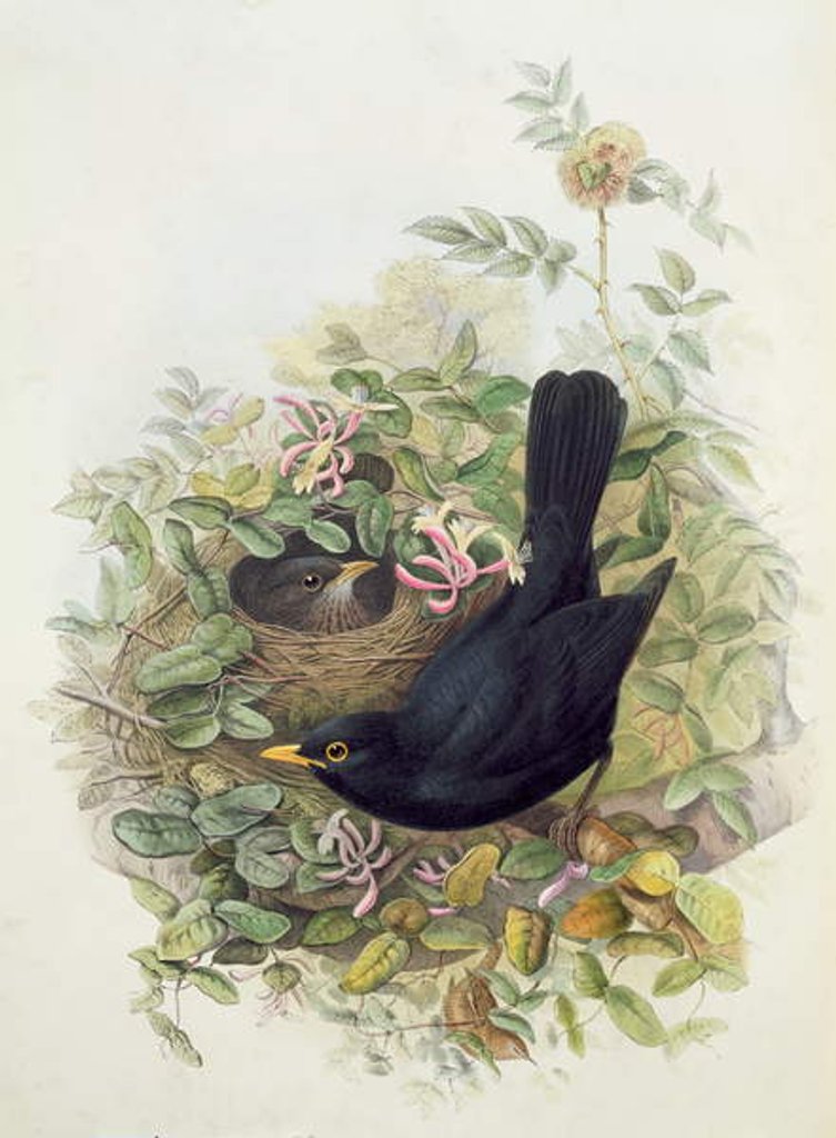 Detail of Blackbird, 1873 by John Gould