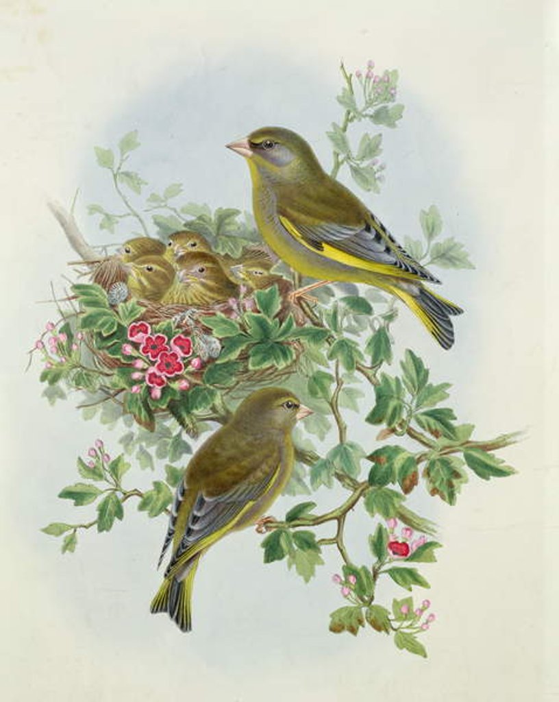 Detail of Greenfinch, 1873 by John Gould
