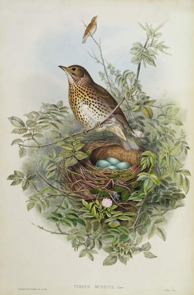 Detail of Thrush, 1873 by John Gould