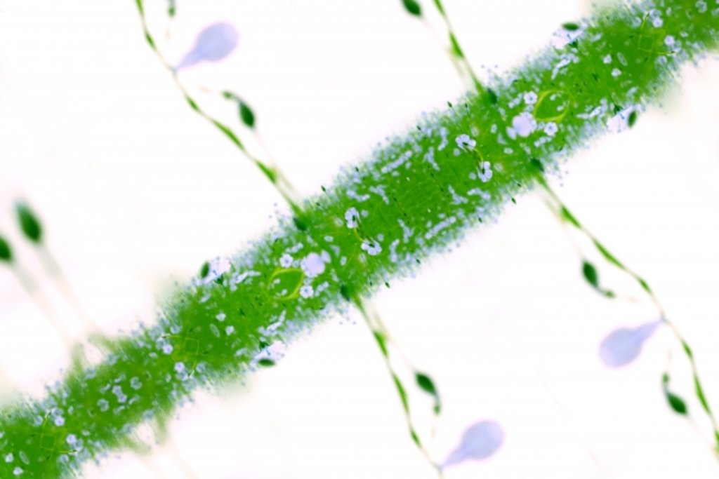 Detail of Unnatural 67 by Giovanni Cafagna